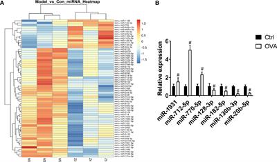 MicroRNA-182-5p Attenuates Asthmatic Airway Inflammation by Targeting NOX4